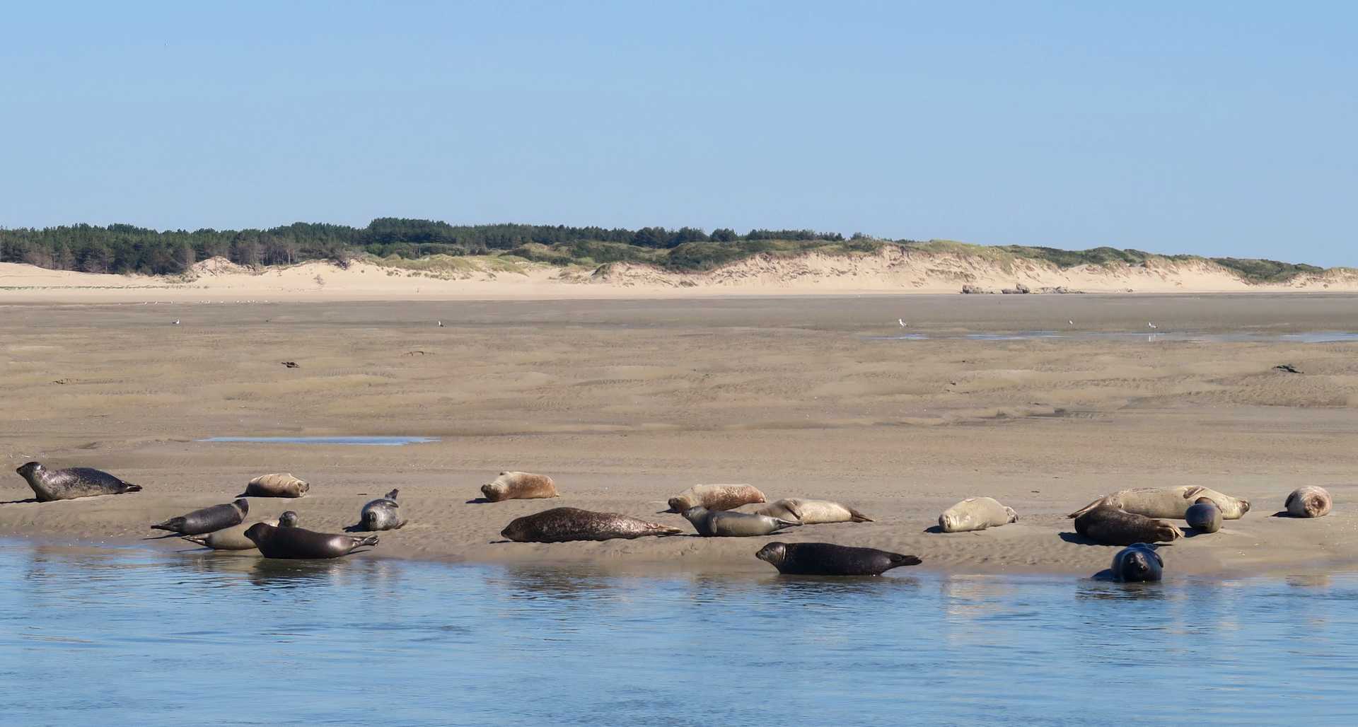 phoques baie de somme